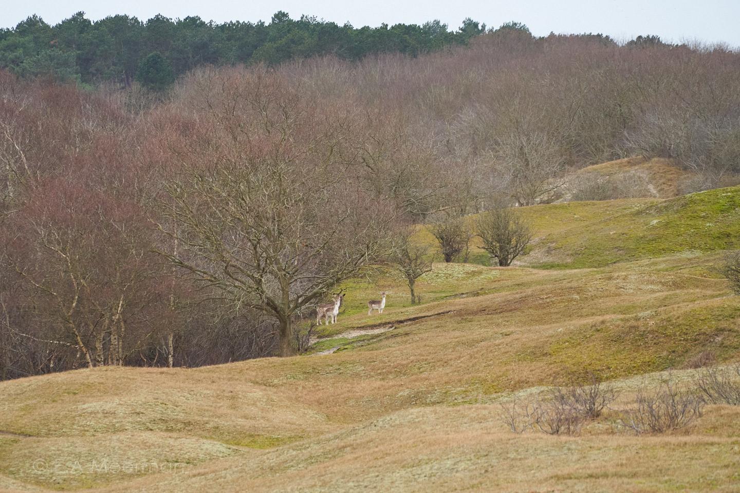 herten in Oranjezon