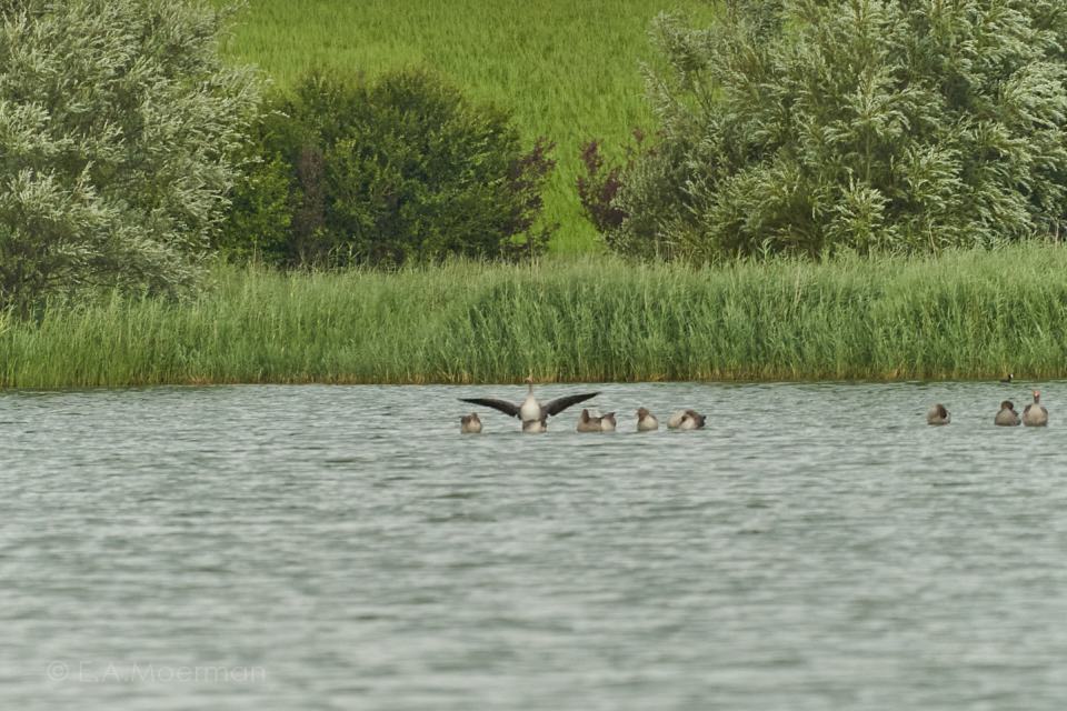 Vogels kijken