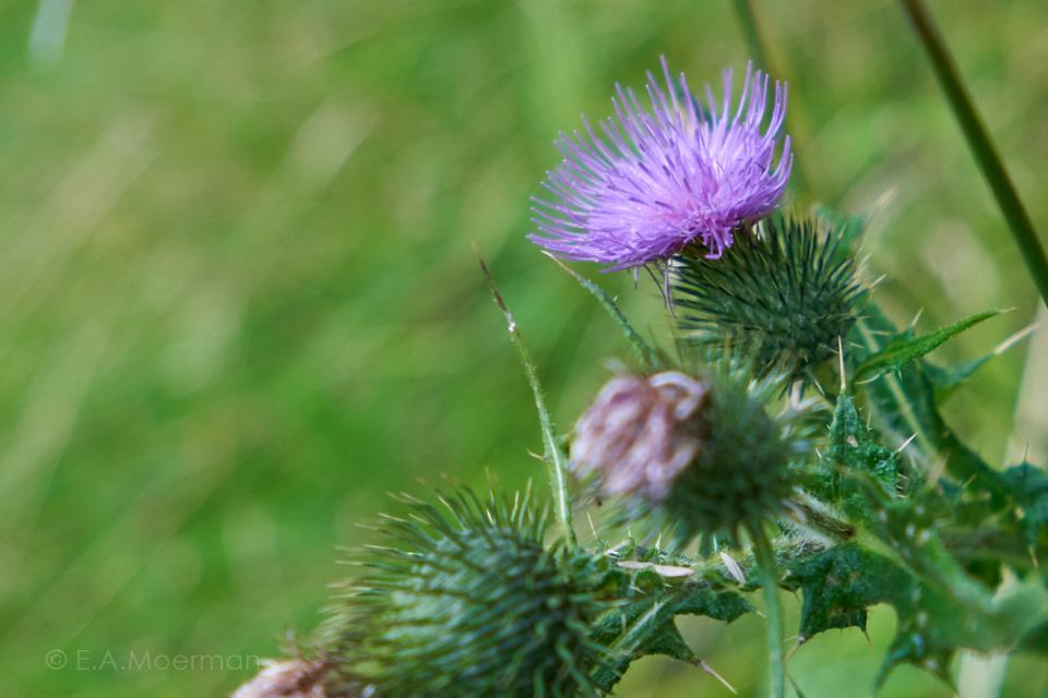 Fauna bij Keihoogte