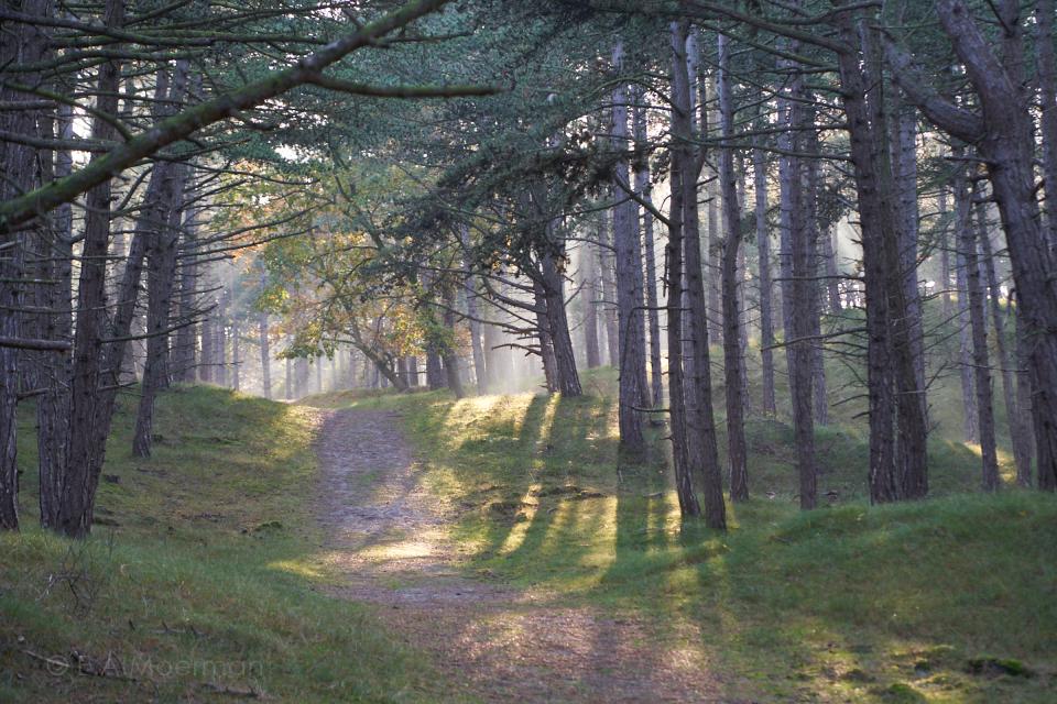 Bos in Oranjezon