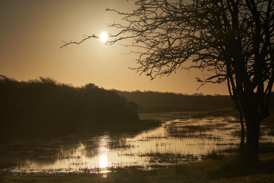 Moeras in Oranjezon