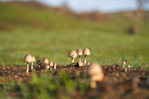 paddestoelen zoeken